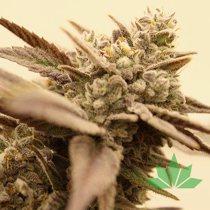 Terphogz - GRAPEFRUIT ZRUNTZ - Regular - 10 Seeds
