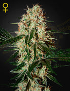 Arjan's Haze 3 – 3 Samen