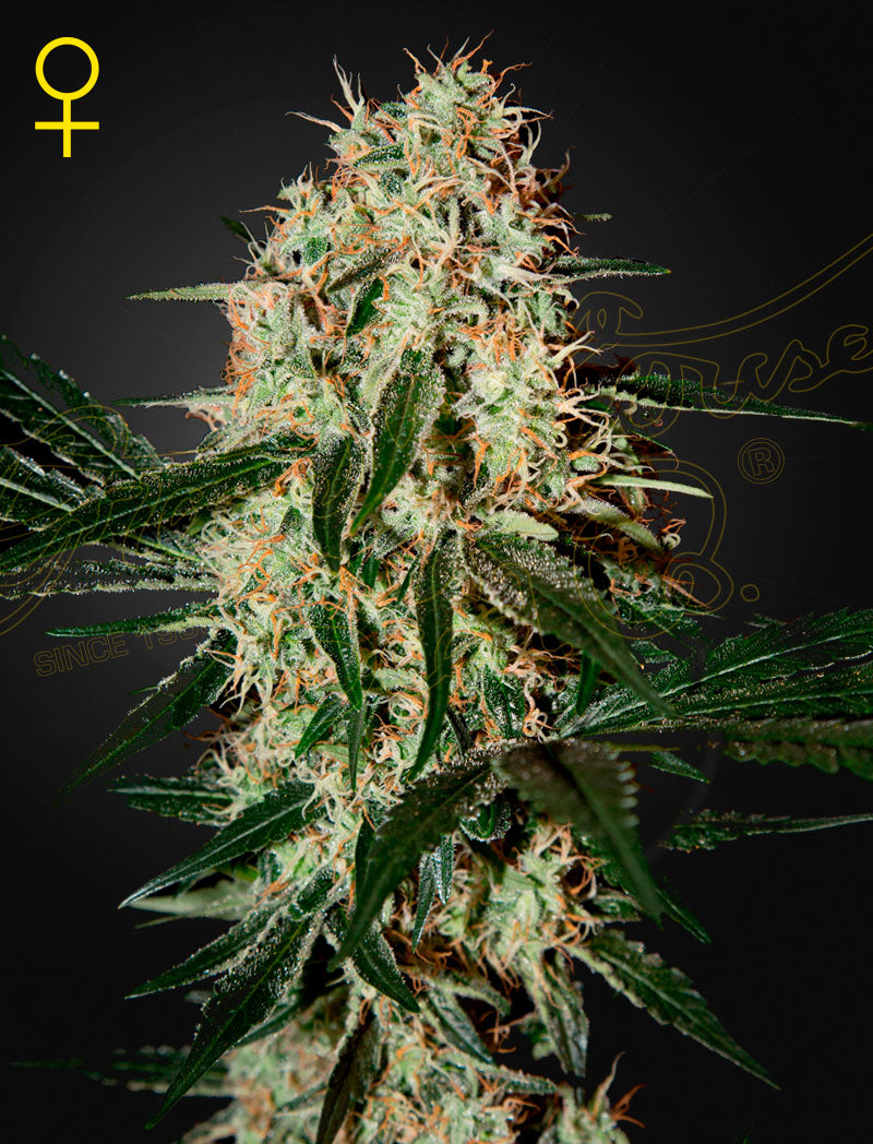 Arjan's Haze 3 – 3 Samen