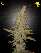 Arjan's Ultra Haze 1 – 3 Samen