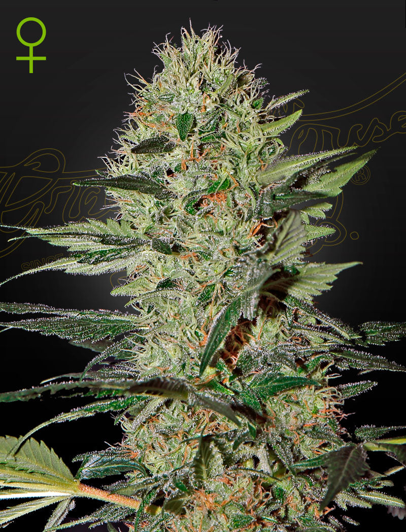 Exodus Cheese Auto – 3 Samen