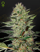Exodus Cheese Auto – 3 Samen