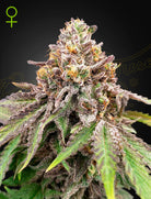 Blue Haze x Gelato 41 Auto – 3 Samen