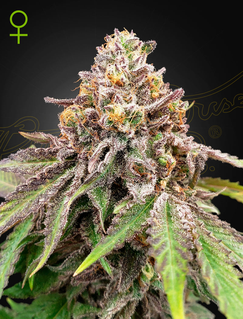 Blue Haze x Gelato 41 Auto – 3 Samen