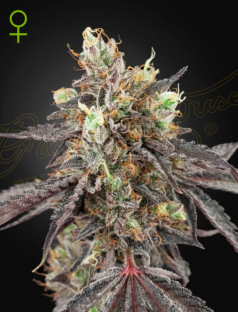 Gelato 41 x Gelato 41 Auto – 3 Samen