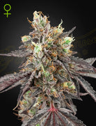 Gelato 41 x Gelato 41 Auto – 3 Samen