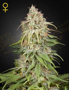 GH Amnesia – 3 Samen