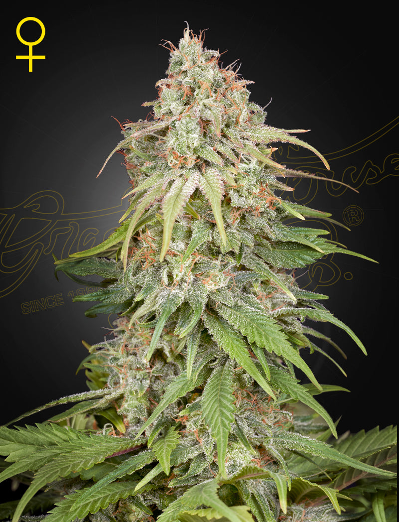 GH Amnesia – 3 Samen