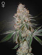 HighCloudZ – 3 Samen