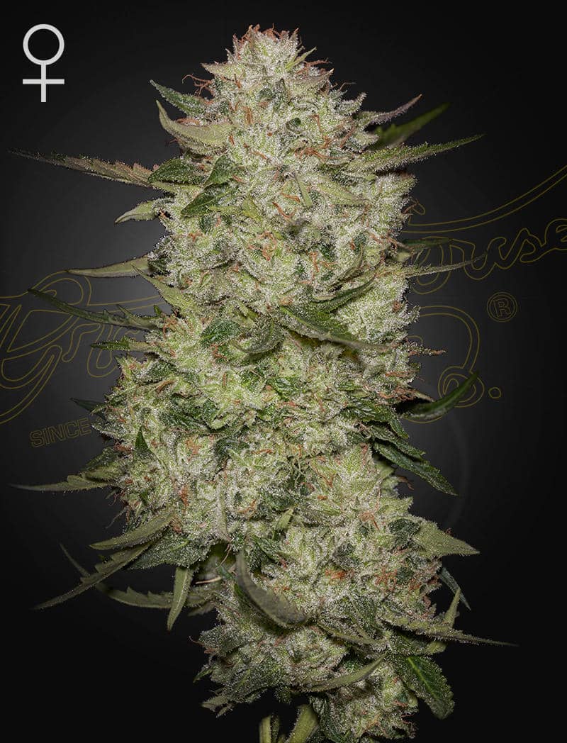 HighCloudZ Auto – 3 Samen