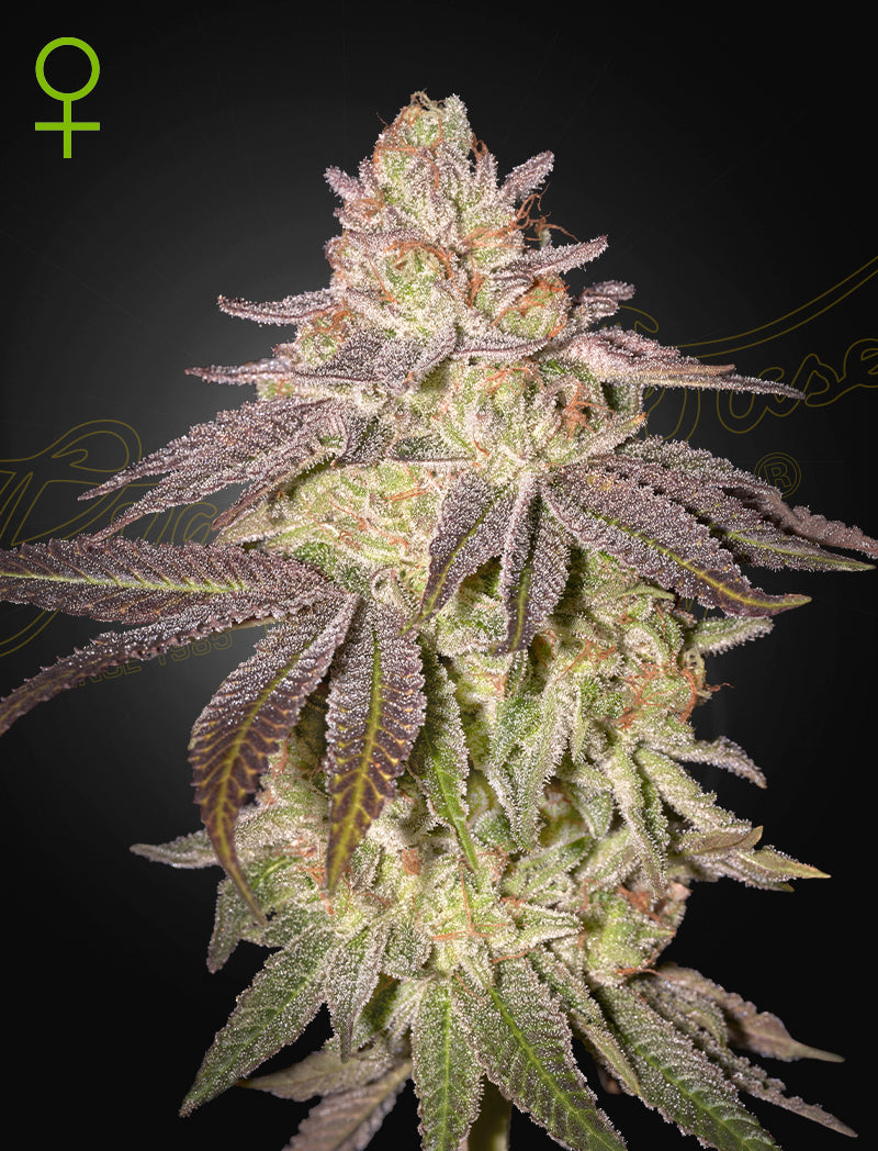Black Toffee Auto – 3 Samen