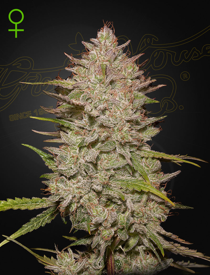 Chemical Candy Auto – 3 Samen
