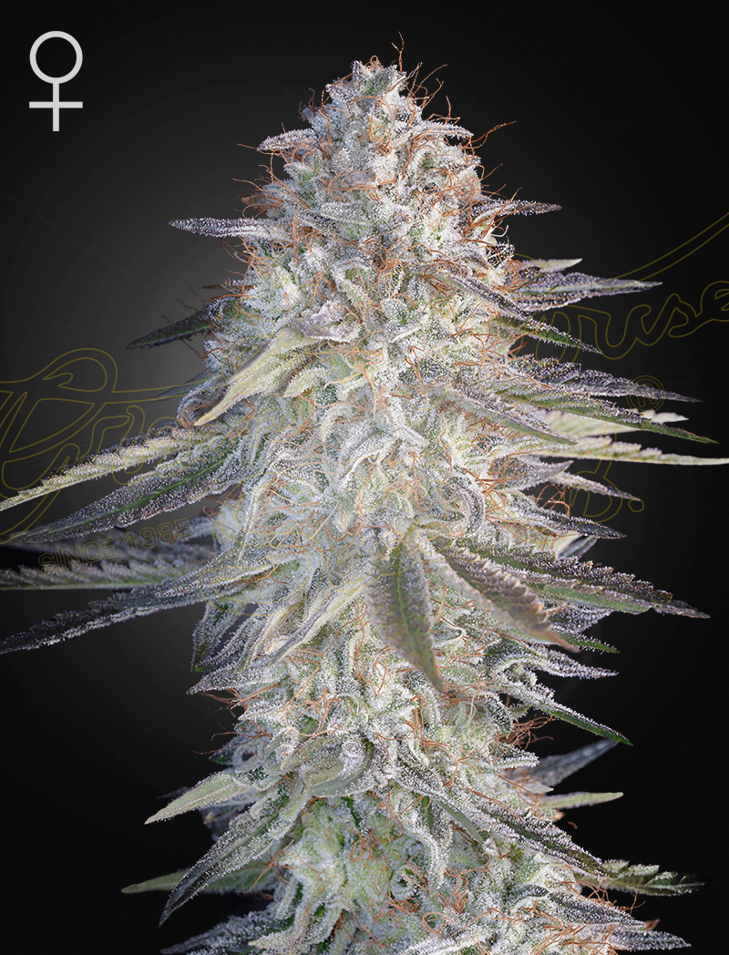 Super Lemon Haze x Pink Candy – 3 Samen