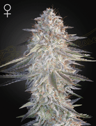 Super Lemon Haze x Pink Candy – 3 Samen