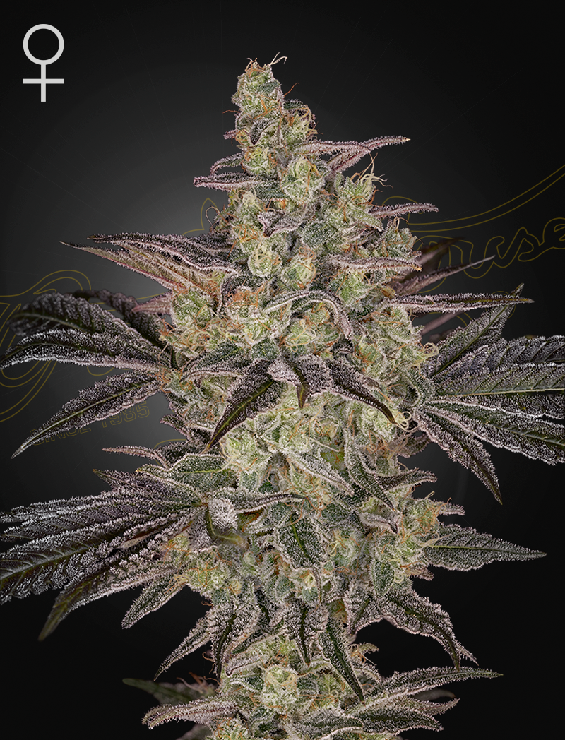 Frosted Guava Auto – 3 Samen