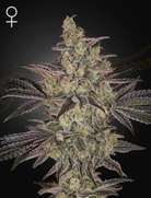 Frosted Guava Auto – 3 Samen