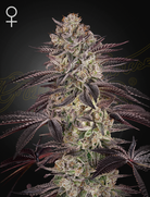 Biscotti Auto – 3 Samen