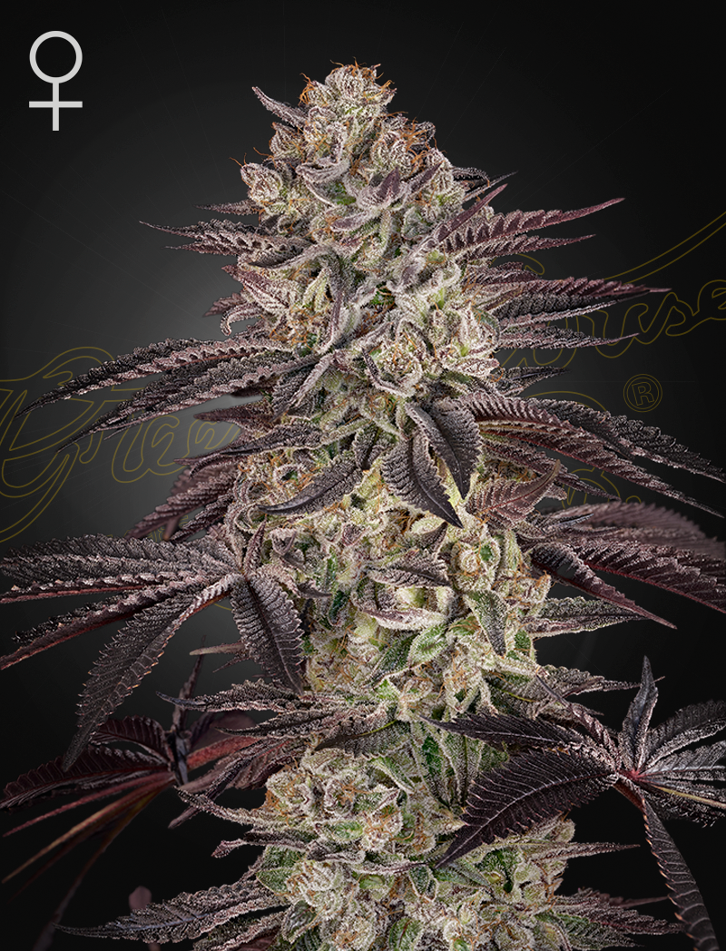 Biscotti Auto – 3 Samen