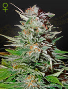 Super Lemon Haze Auto – 5 Samen
