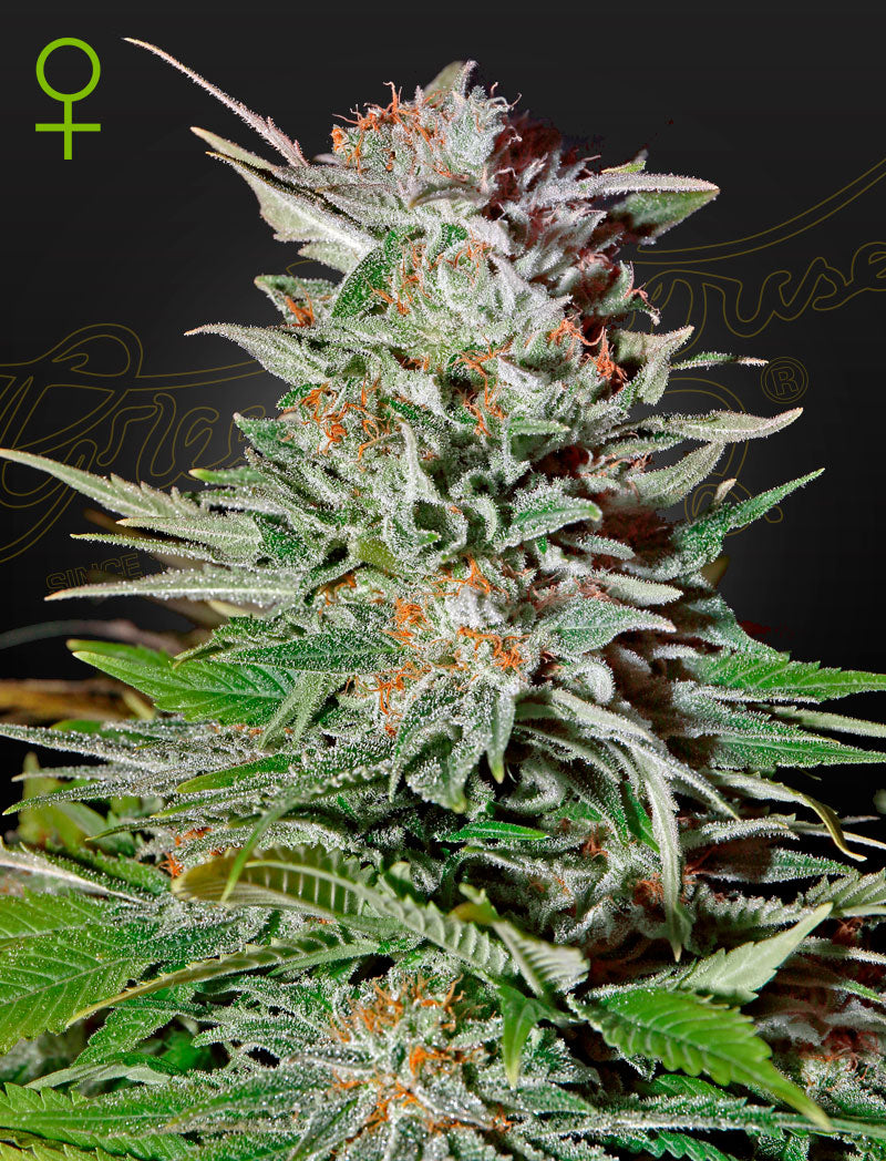 Super Lemon Haze Auto – 5 Samen
