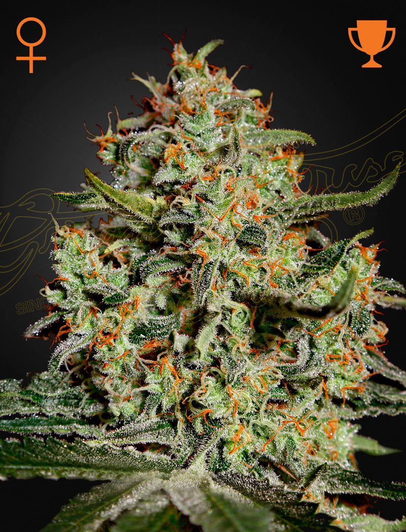 Big Bang – 3 Samen