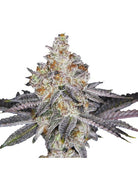 Banana Sherbert XXL Auto