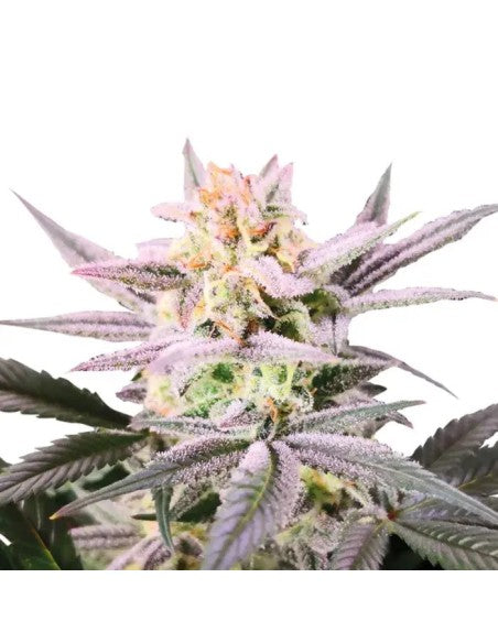 Watermelon Weddingcake XXL Auto
