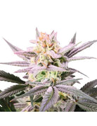 Watermelon Weddingcake XXL Auto
