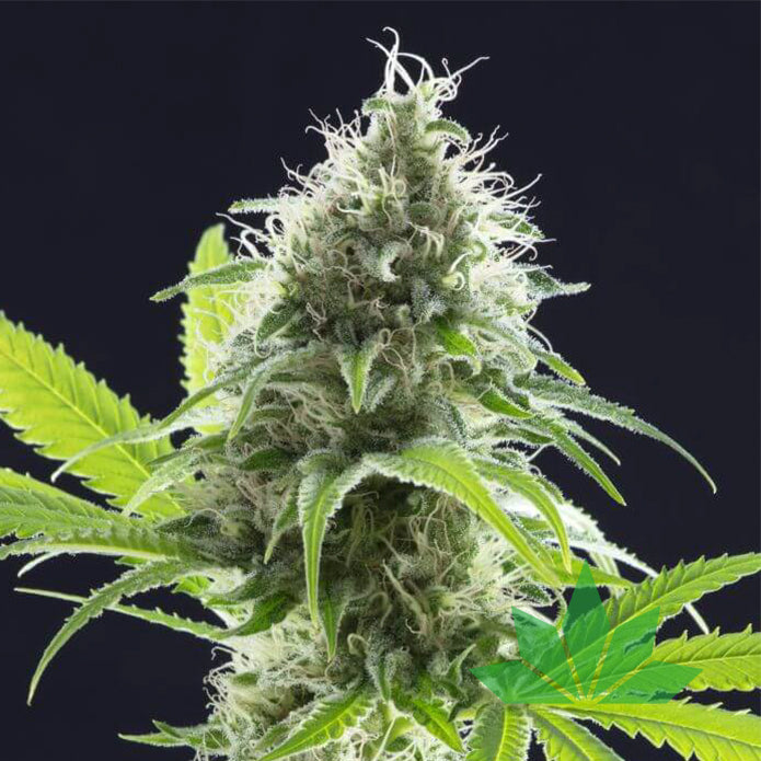 Kama Kush CBD – Kannabia | FEM. 3