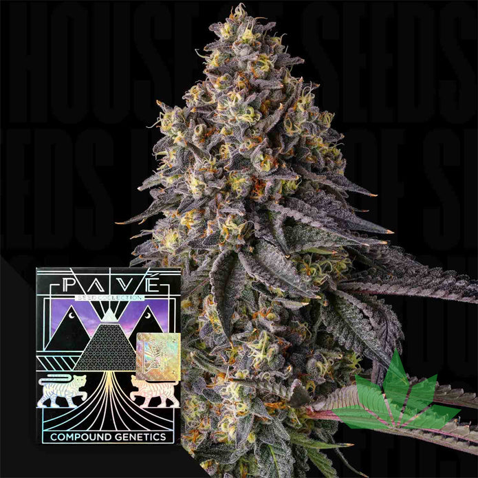 Compound Genetics - Kumamotoz - Feminized 3 Stk