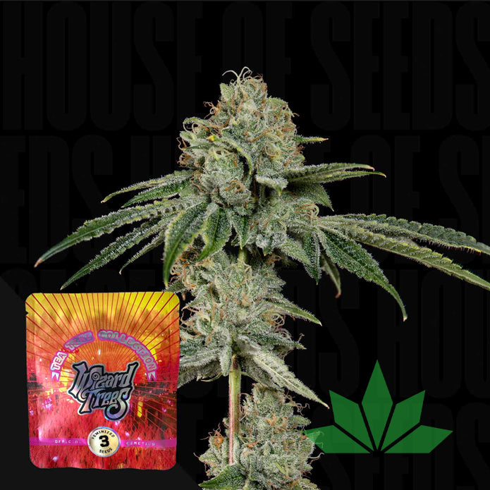 Wizard Trees – OG Hour | 3 Feminisierte Samen