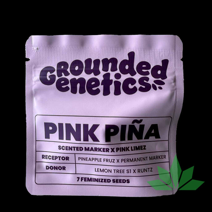 GROUNDED GENETICS -  Pink Pina  7Stk. Fem.