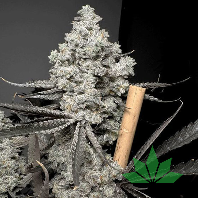Barf Breath – Solfire Seeds | FEM. 6