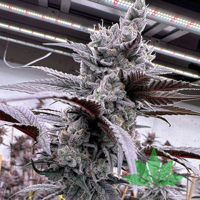 Lung Buster – Solfire Seeds | FEM. 6