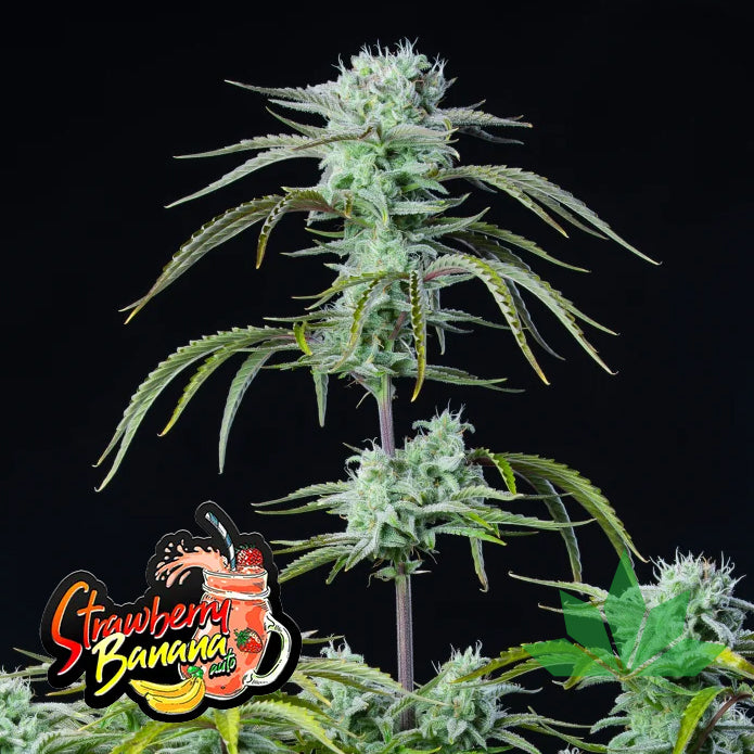 Strawberry Banana - Automatic Fem 3St.