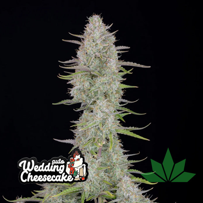 Wedding Cheesecake - Automatic Fem 3St.