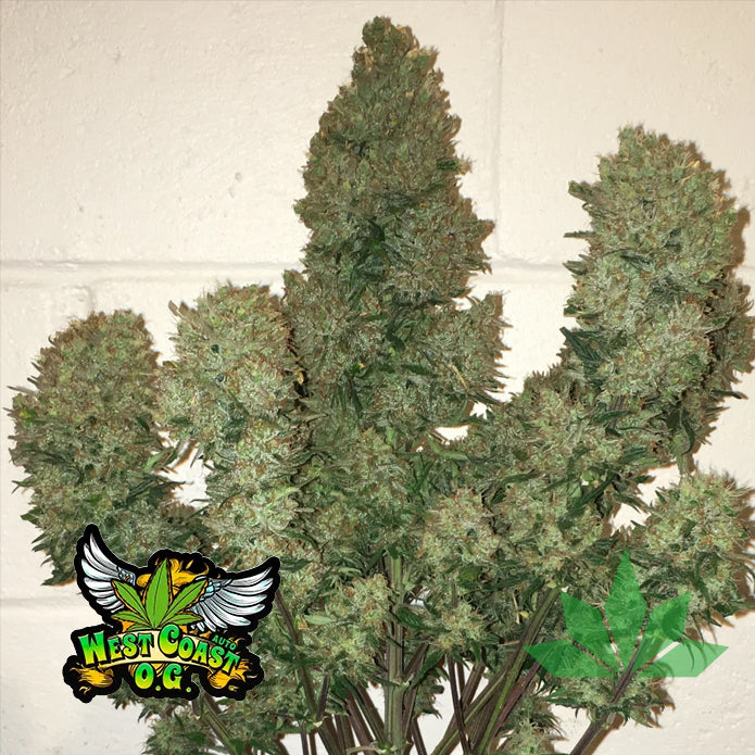 West Coast O.G. - Automatic Fem 3St.