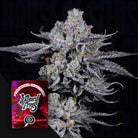 Wizard Trees Zangria Funk – 3 feminisierte Samen