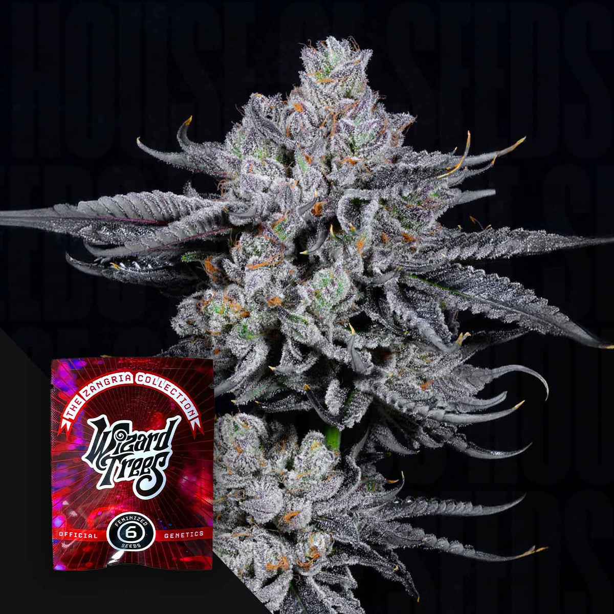 Wizard Trees Zangria Funk – 3 feminisierte Samen