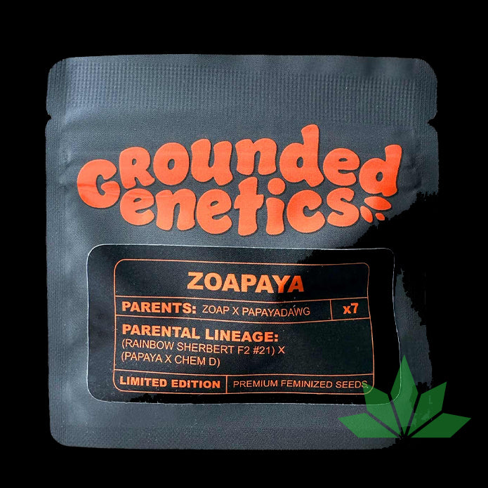 GROUNDED GENETICS -  Zoapaya  7Stk. Fem.